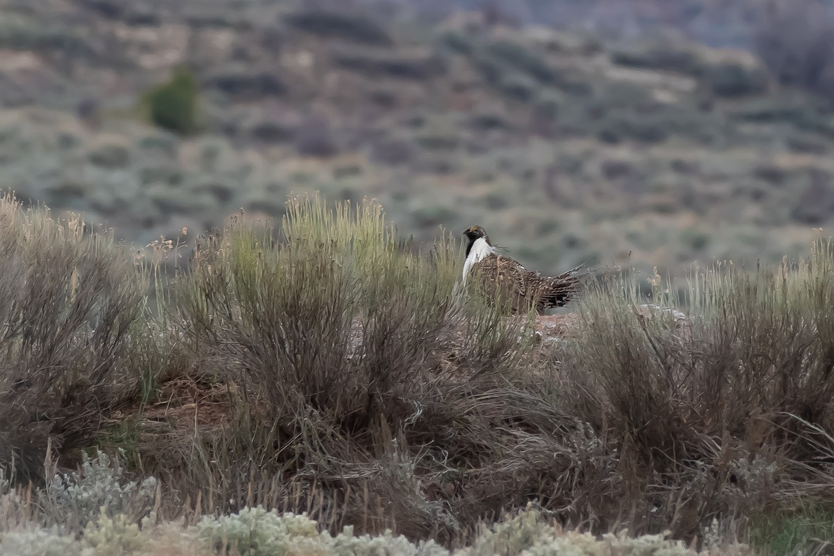 Greater Sage-Grouse - ML618239802