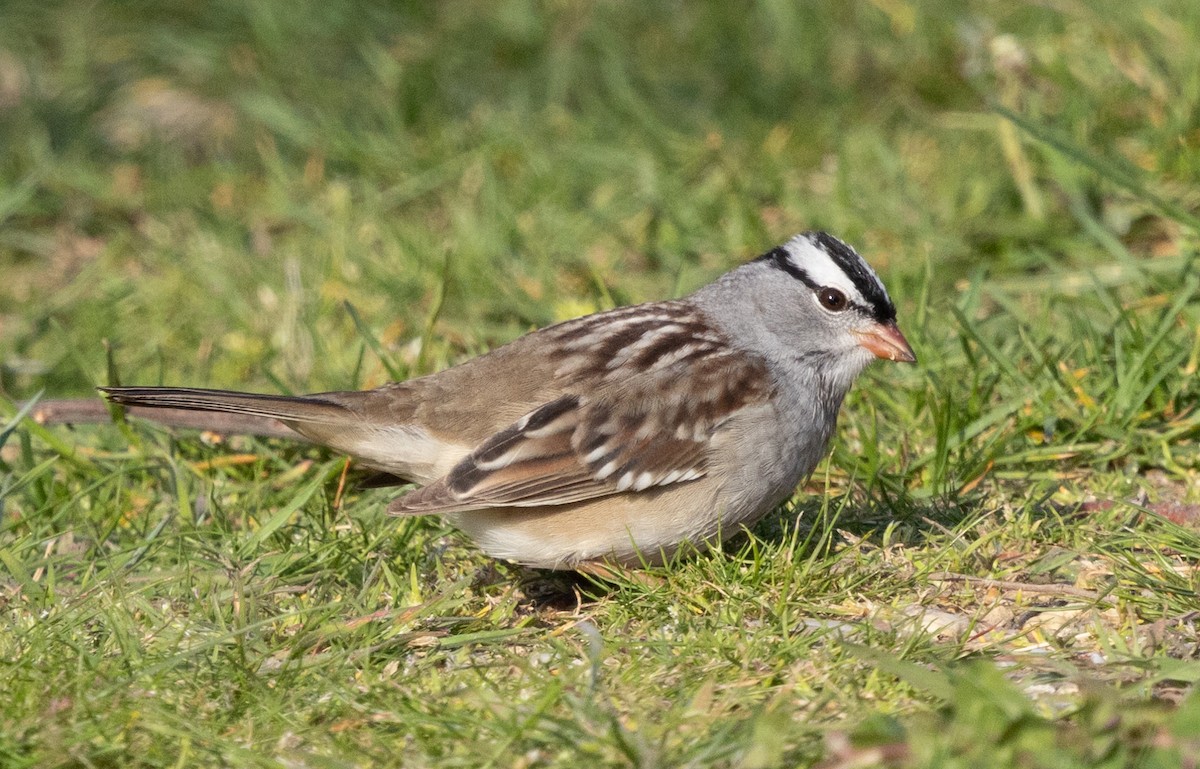 White-crowned Sparrow (leucophrys) - ML618239807