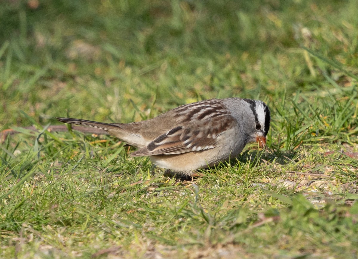 White-crowned Sparrow (leucophrys) - ML618239808