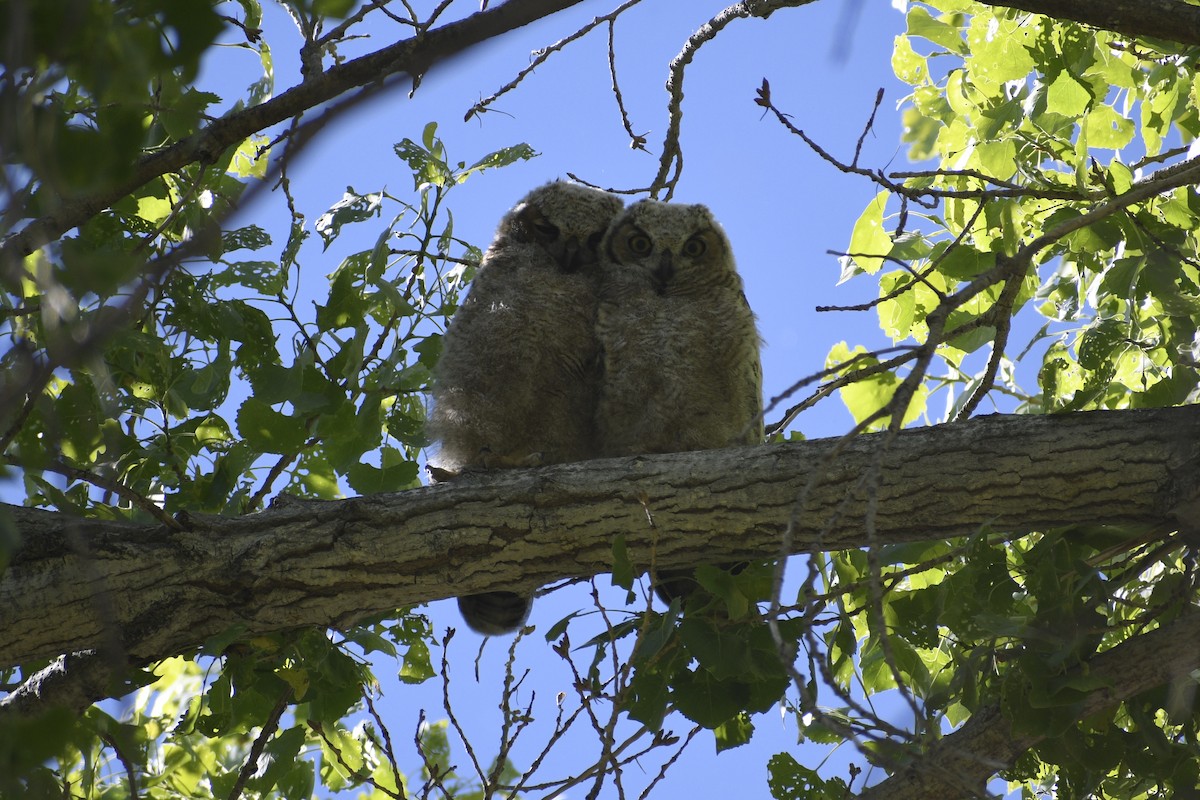 Great Horned Owl - ML618239813