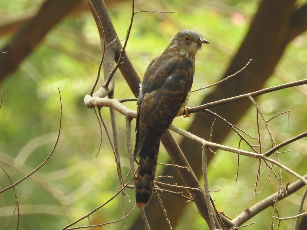 Common Hawk-Cuckoo - Anonymous