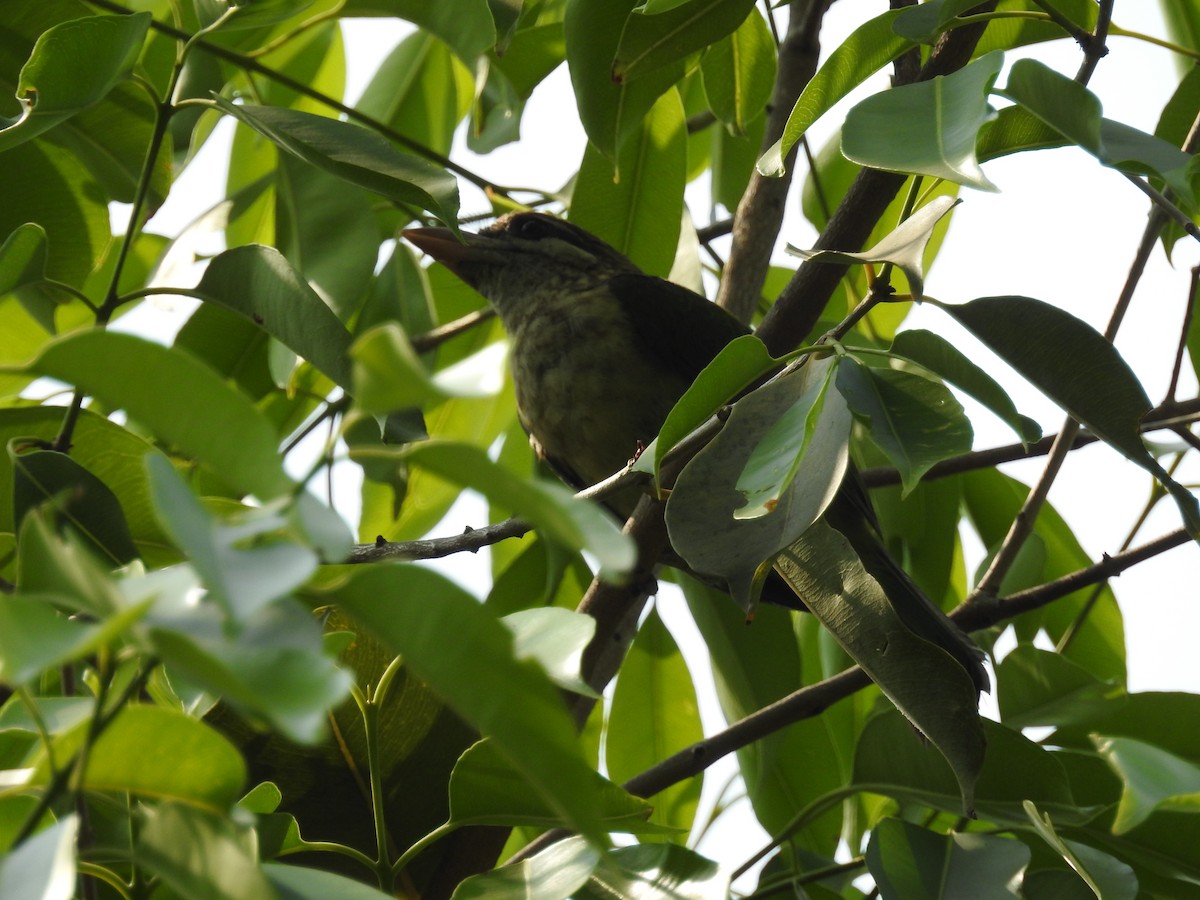 White-cheeked Barbet - Anonymous