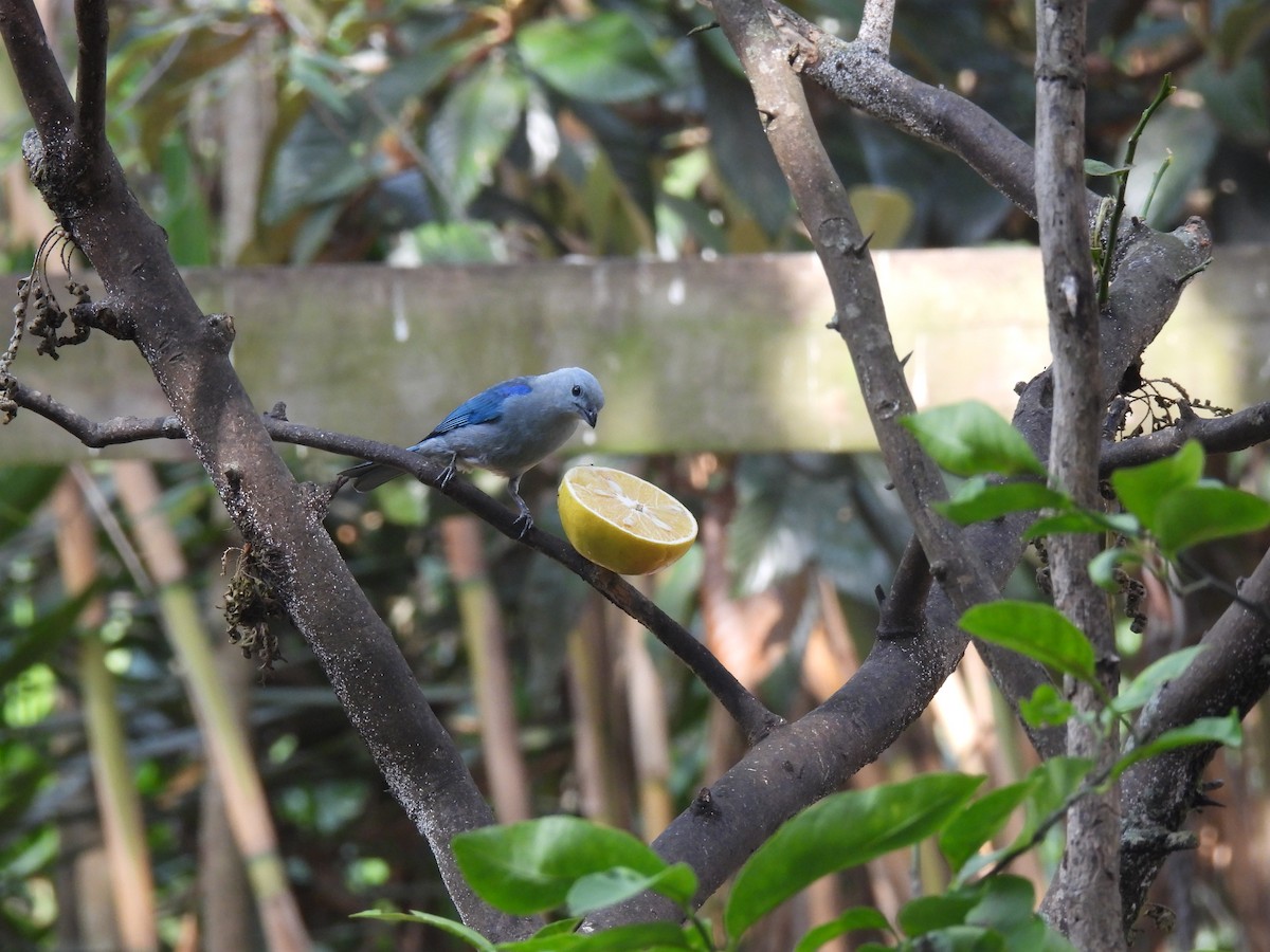 Blue-gray Tanager - ML618239911