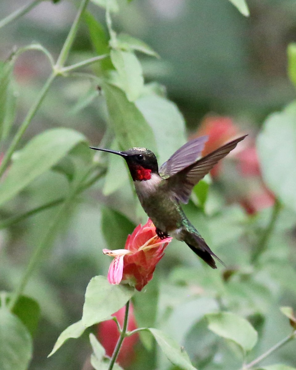 Ruby-throated Hummingbird - ML618239953