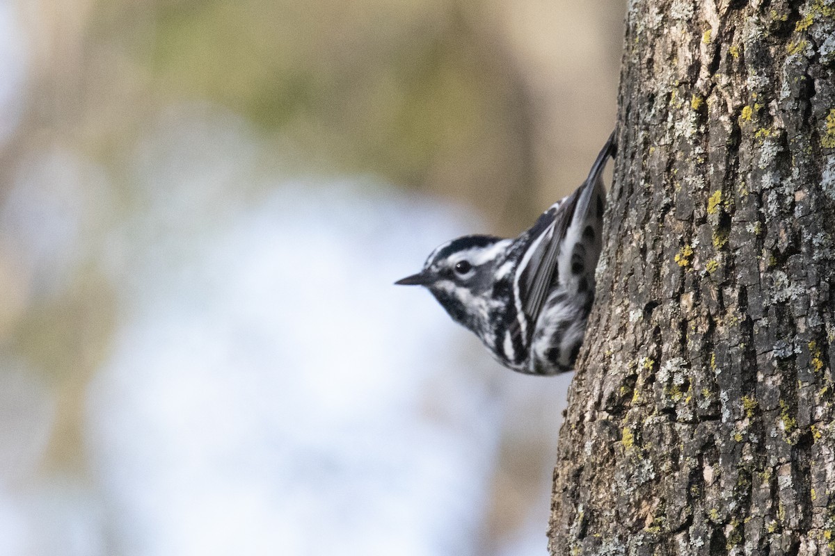 Black-and-white Warbler - ML618239958