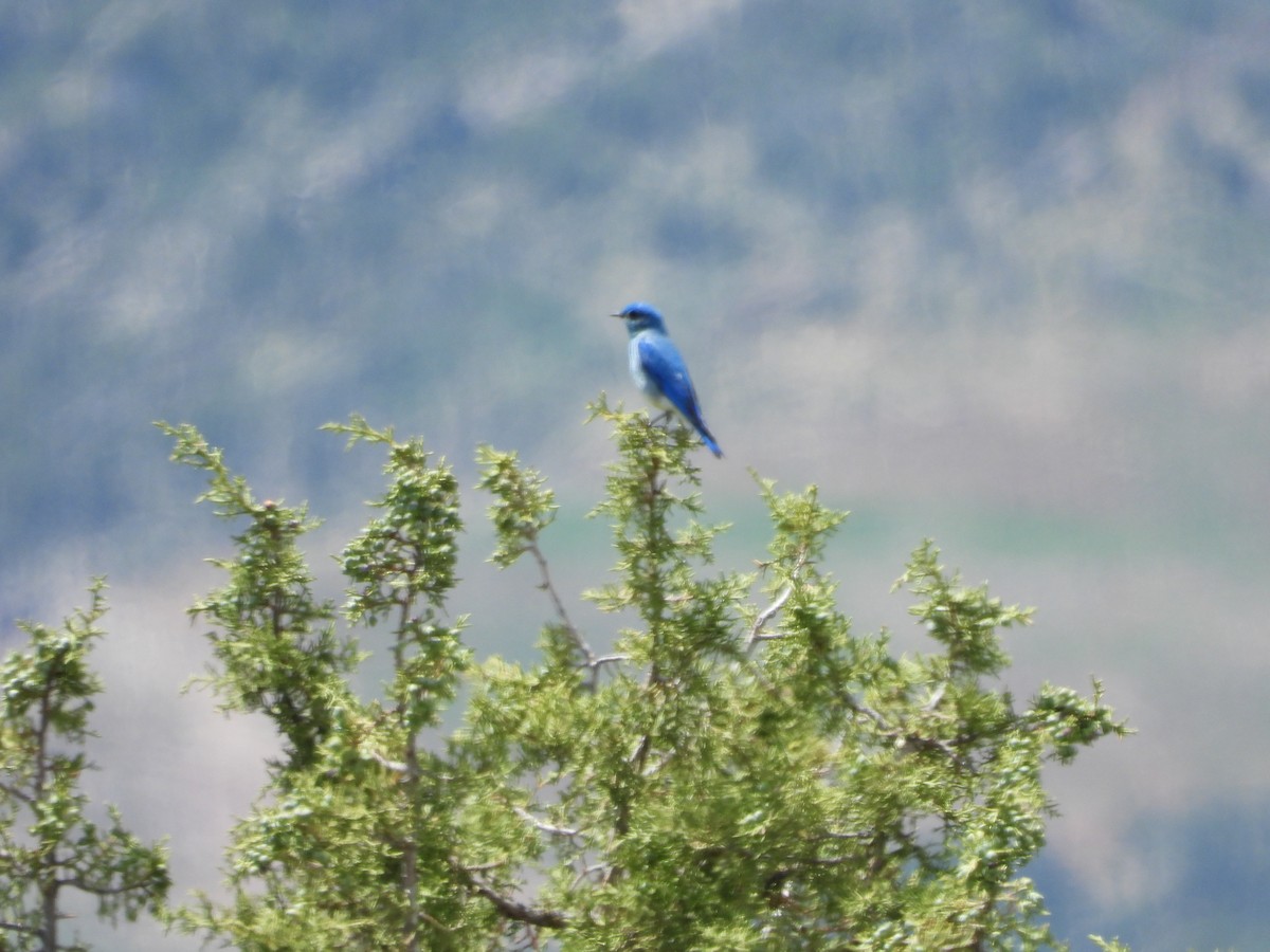 Mountain Bluebird - ML618239983