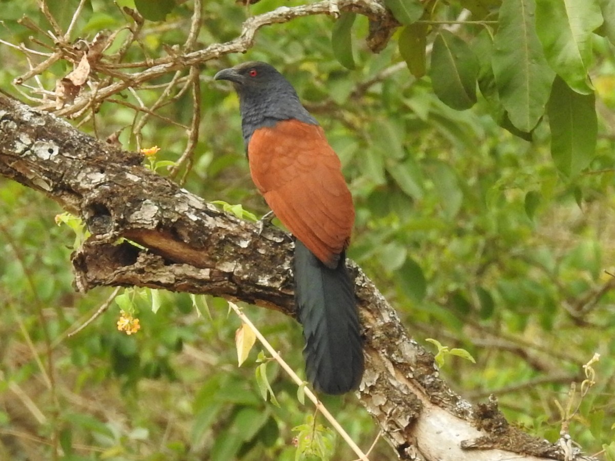 Greater Coucal - ML618239988