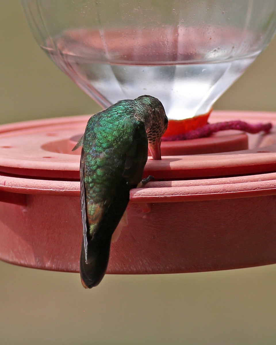 Buff-bellied Hummingbird - ML618239994