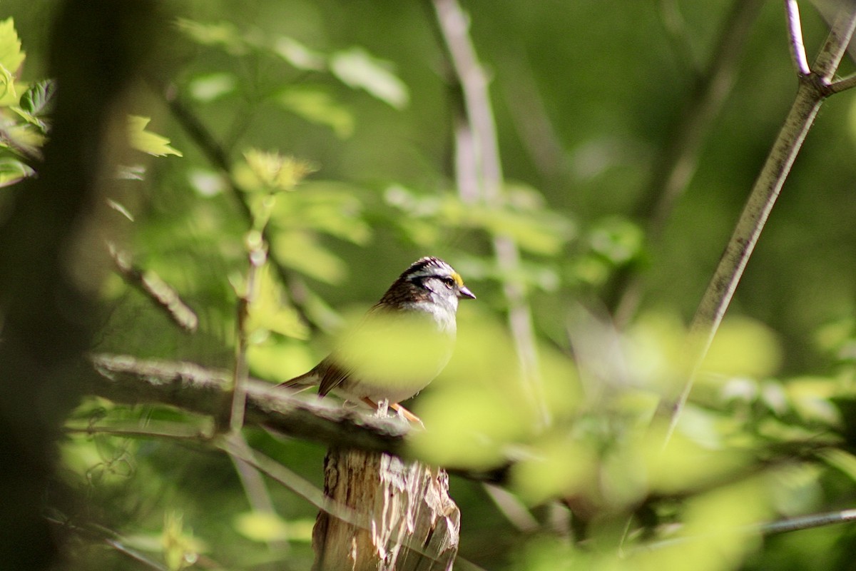 White-throated Sparrow - ML618239999