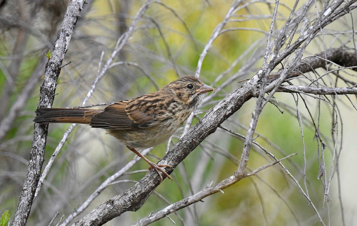 Song Sparrow - Barbara Wise