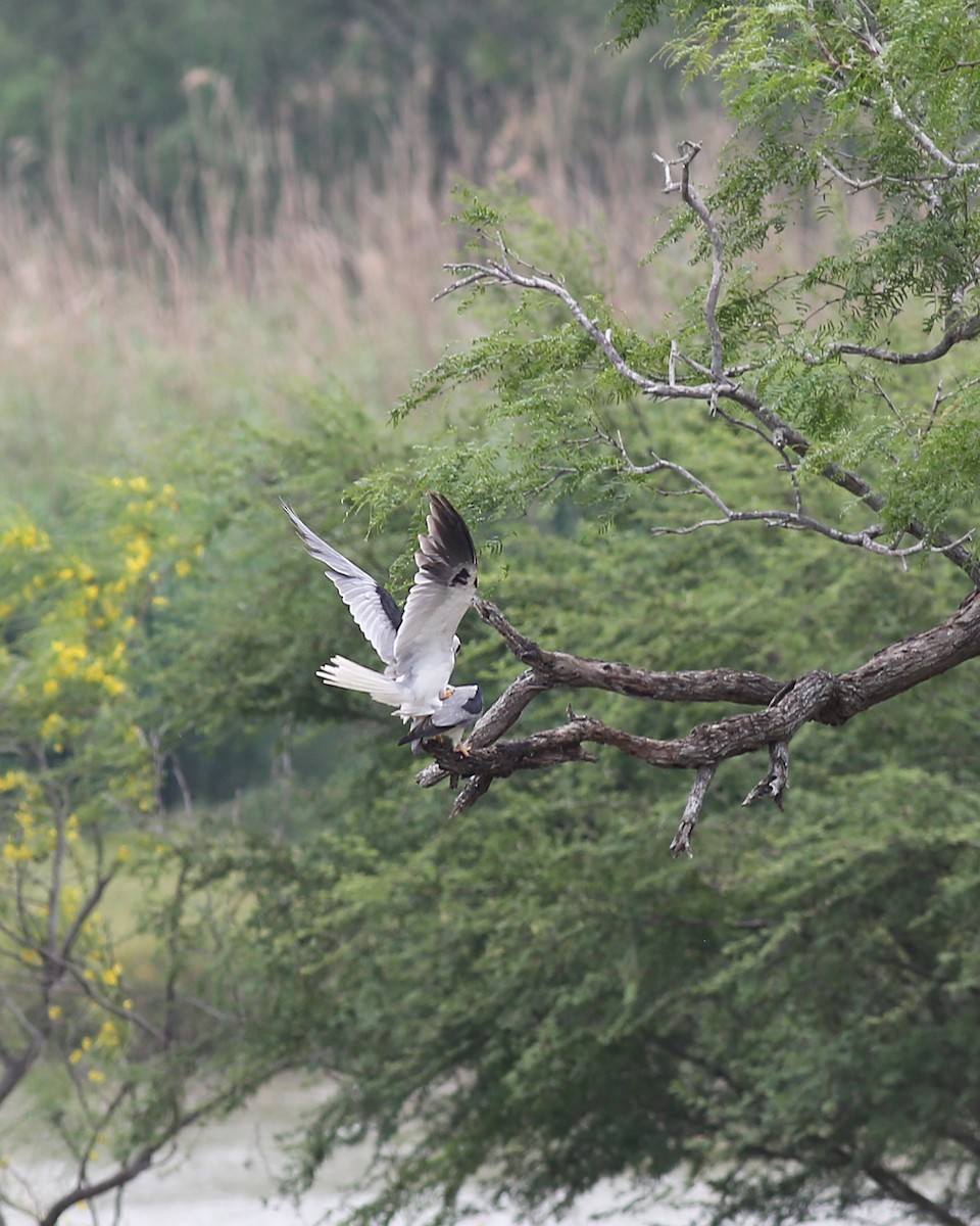 White-tailed Kite - Marceline VandeWater