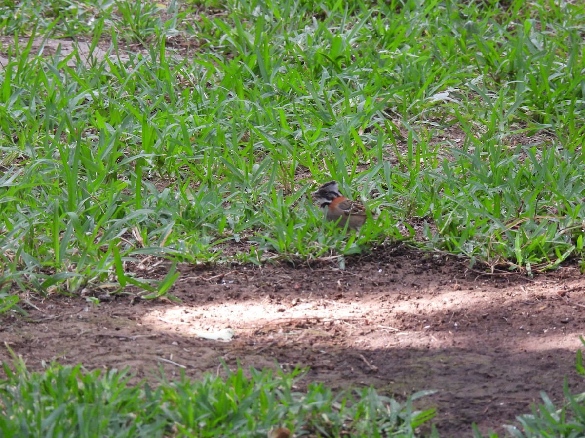 Rufous-collared Sparrow - ML618240026