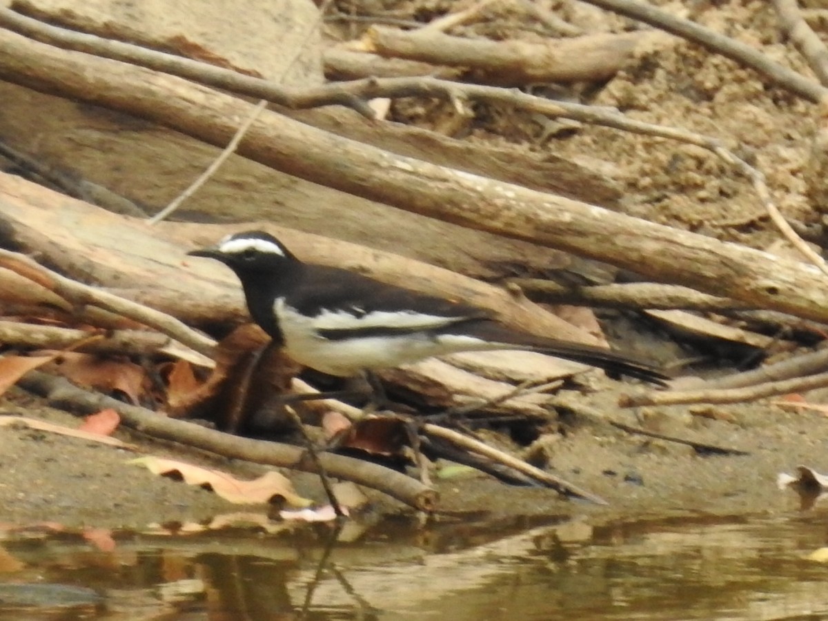 White-browed Wagtail - ML618240027