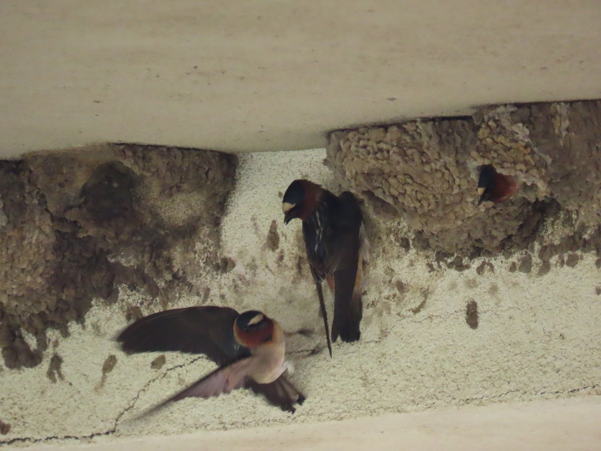 Cliff Swallow - Darcy Juday