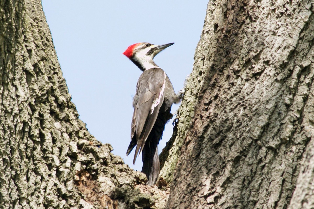 Pileated Woodpecker - ML618240057