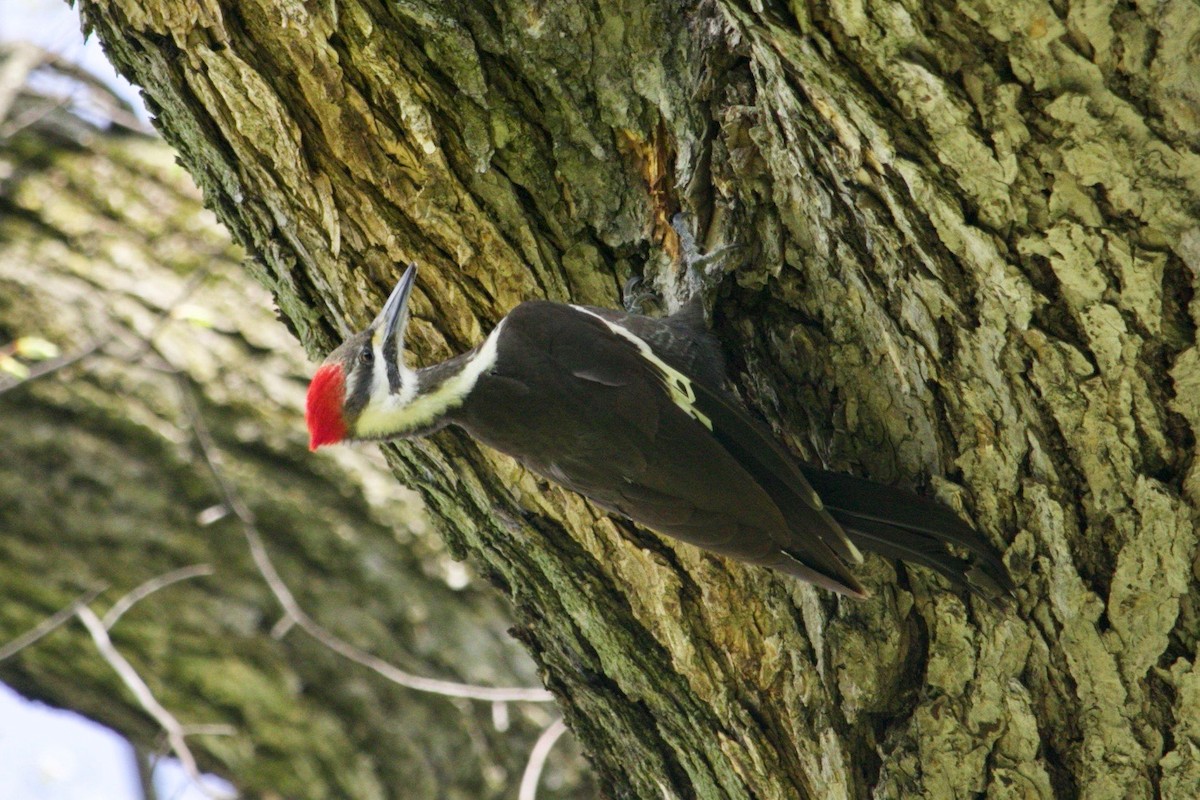 Pileated Woodpecker - Loyan Beausoleil