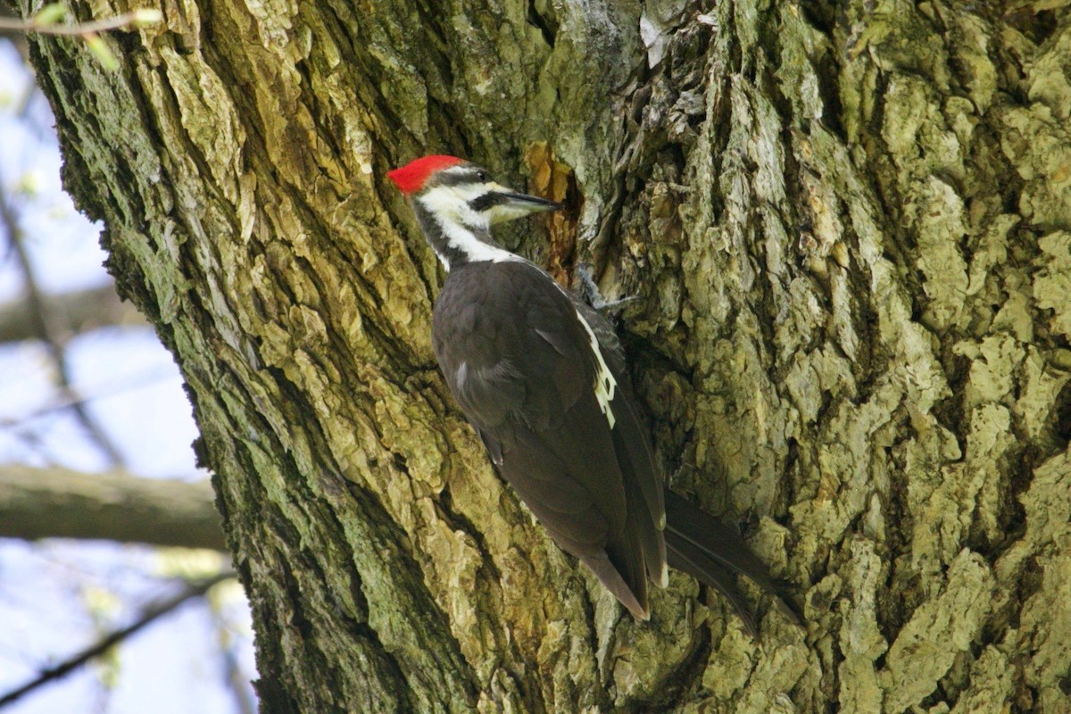 Pileated Woodpecker - ML618240061