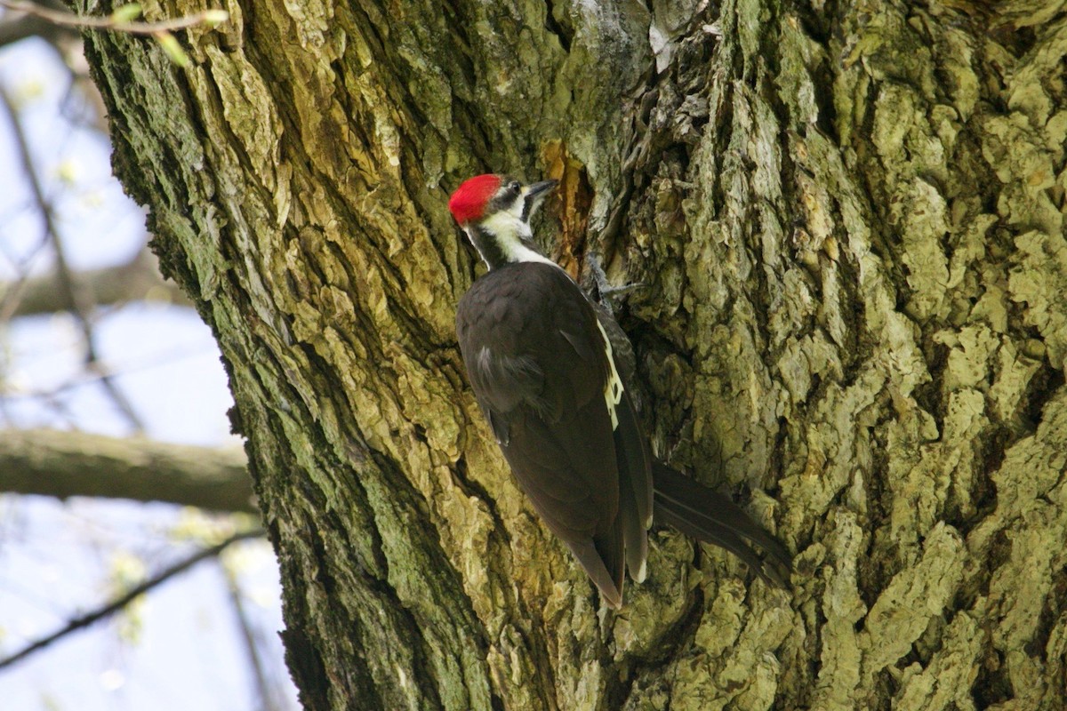 Pileated Woodpecker - ML618240062