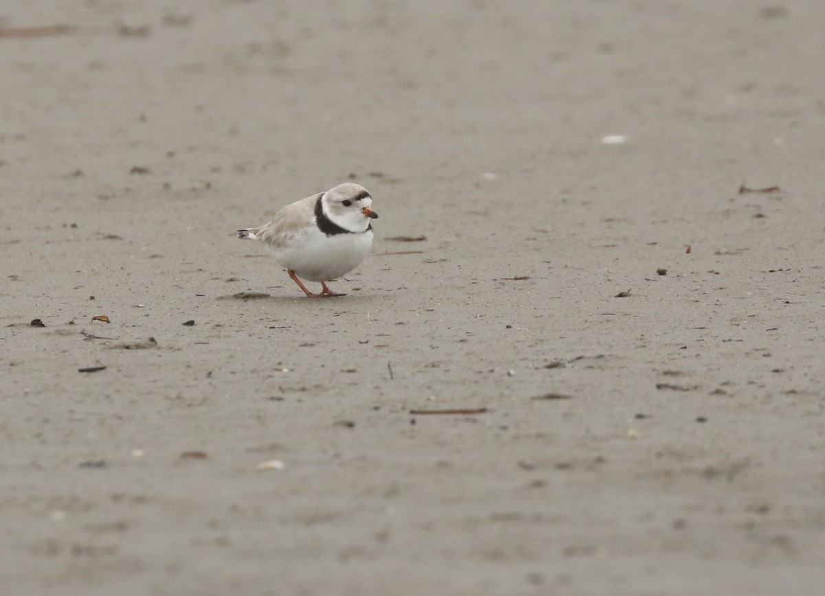Piping Plover - ML618240067
