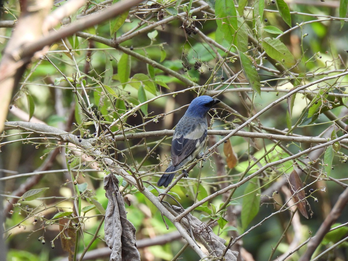 Yellow-winged Tanager - ML618240086