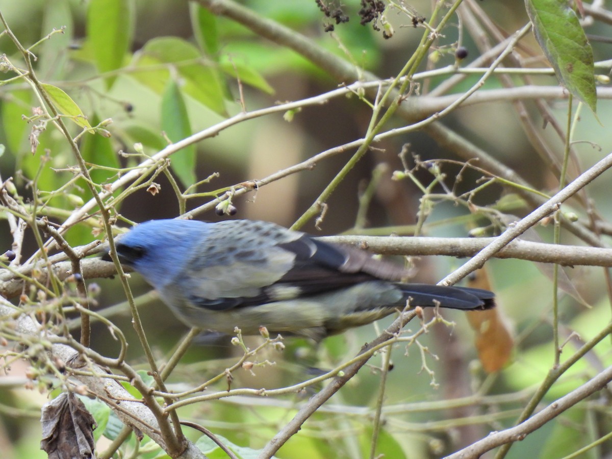 Yellow-winged Tanager - ML618240087