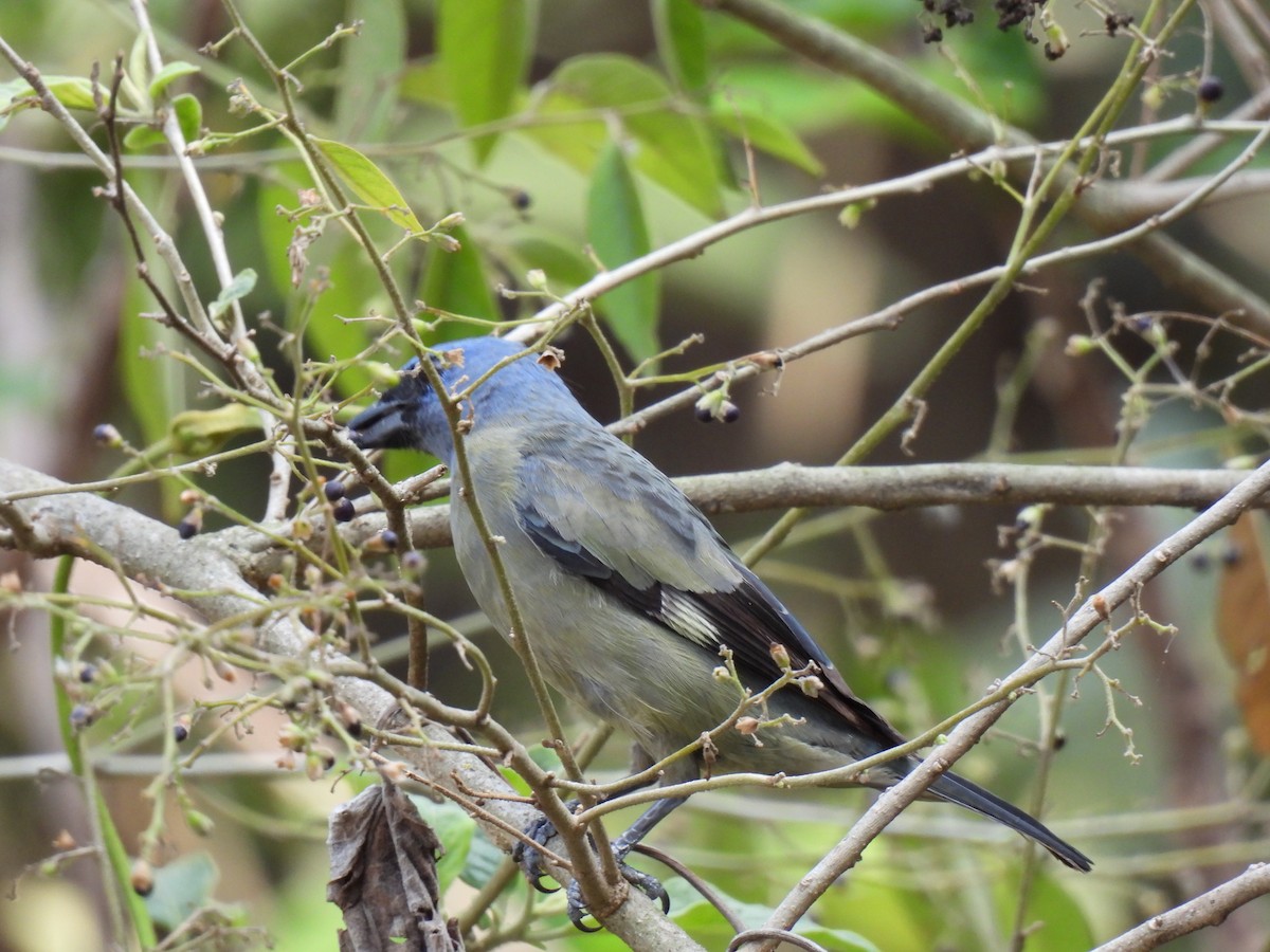 Yellow-winged Tanager - ML618240089