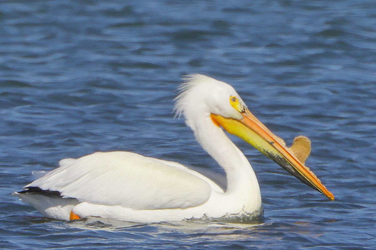 American White Pelican - Allen Woodliffe