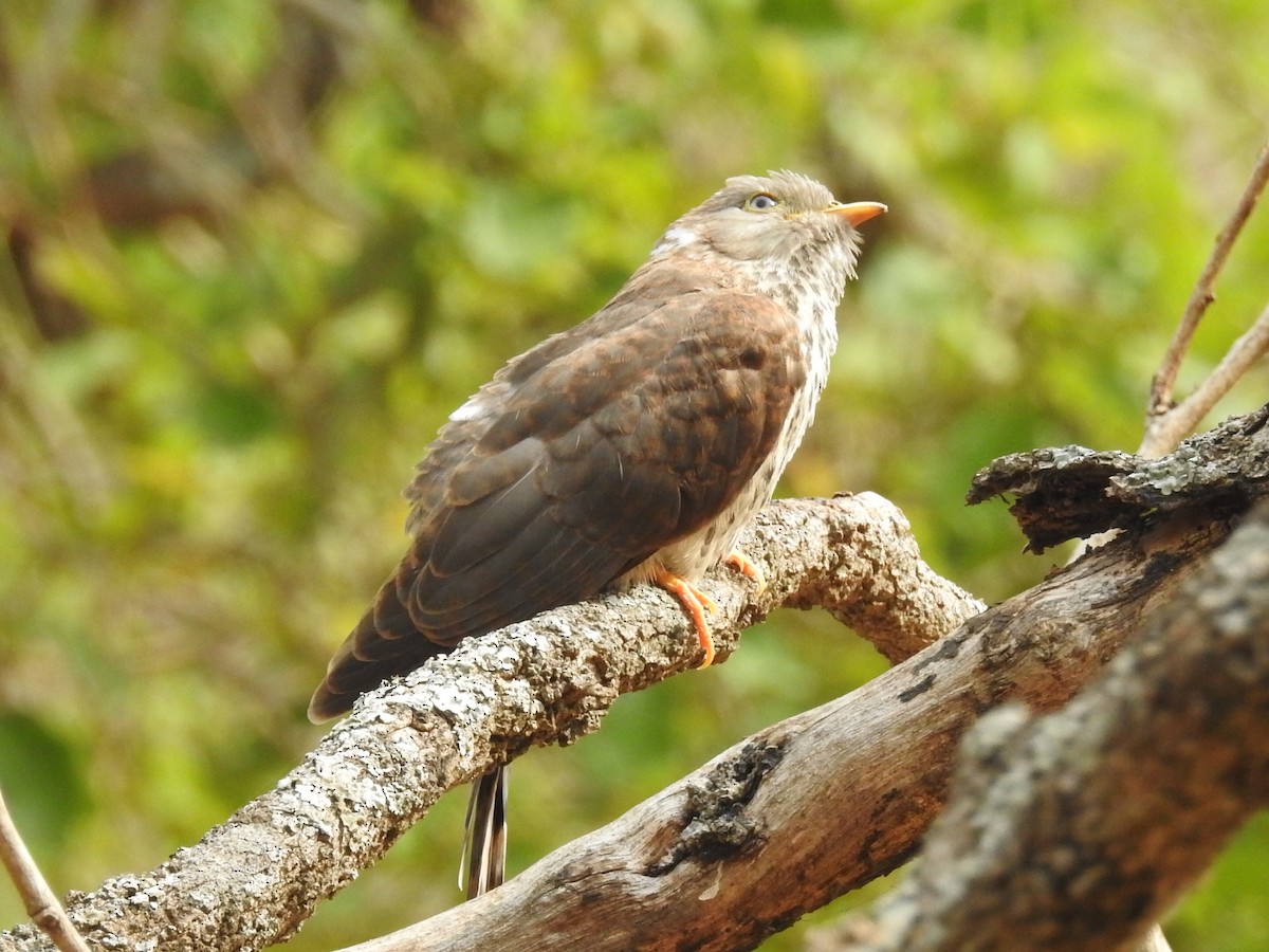 Common Hawk-Cuckoo - ML618240143