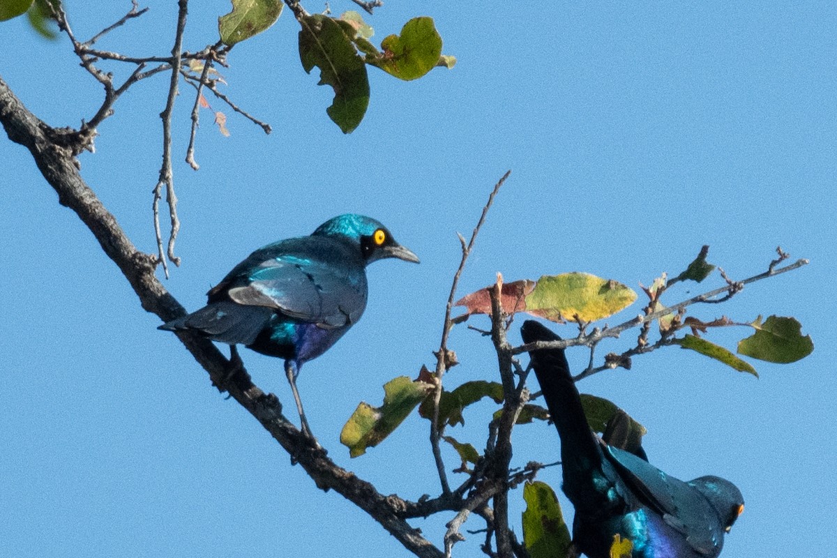 Greater Blue-eared Starling - ML618240145