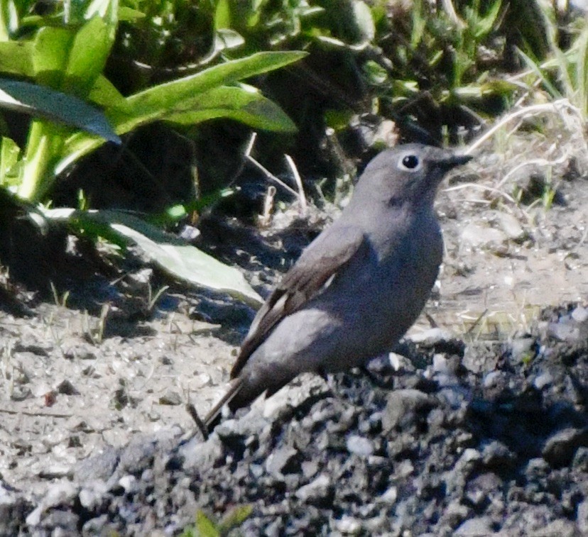 Townsend's Solitaire - ML618240147