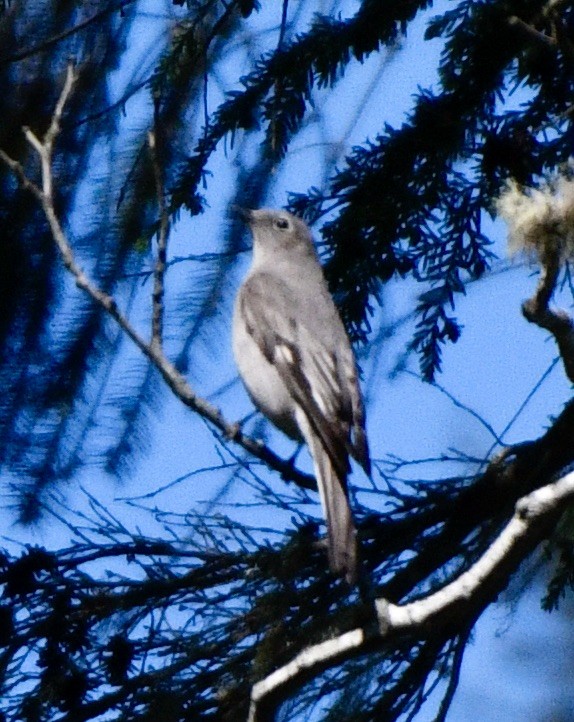 Townsend's Solitaire - ML618240148