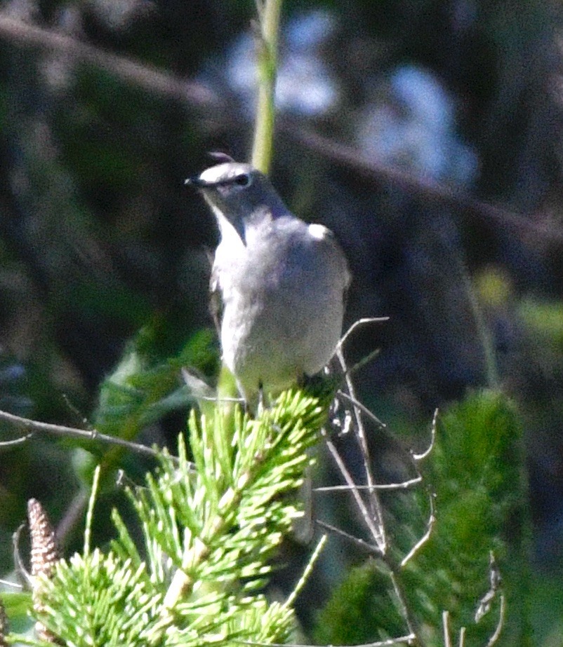 Townsend's Solitaire - ML618240149
