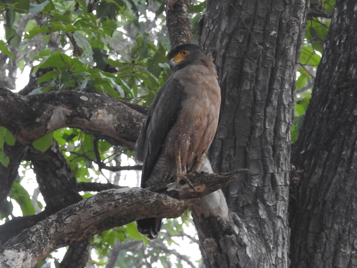 Crested Serpent-Eagle - ML618240172