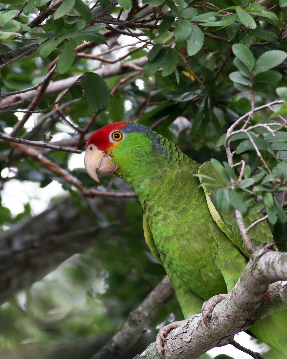 Red-crowned Parrot - Marceline VandeWater