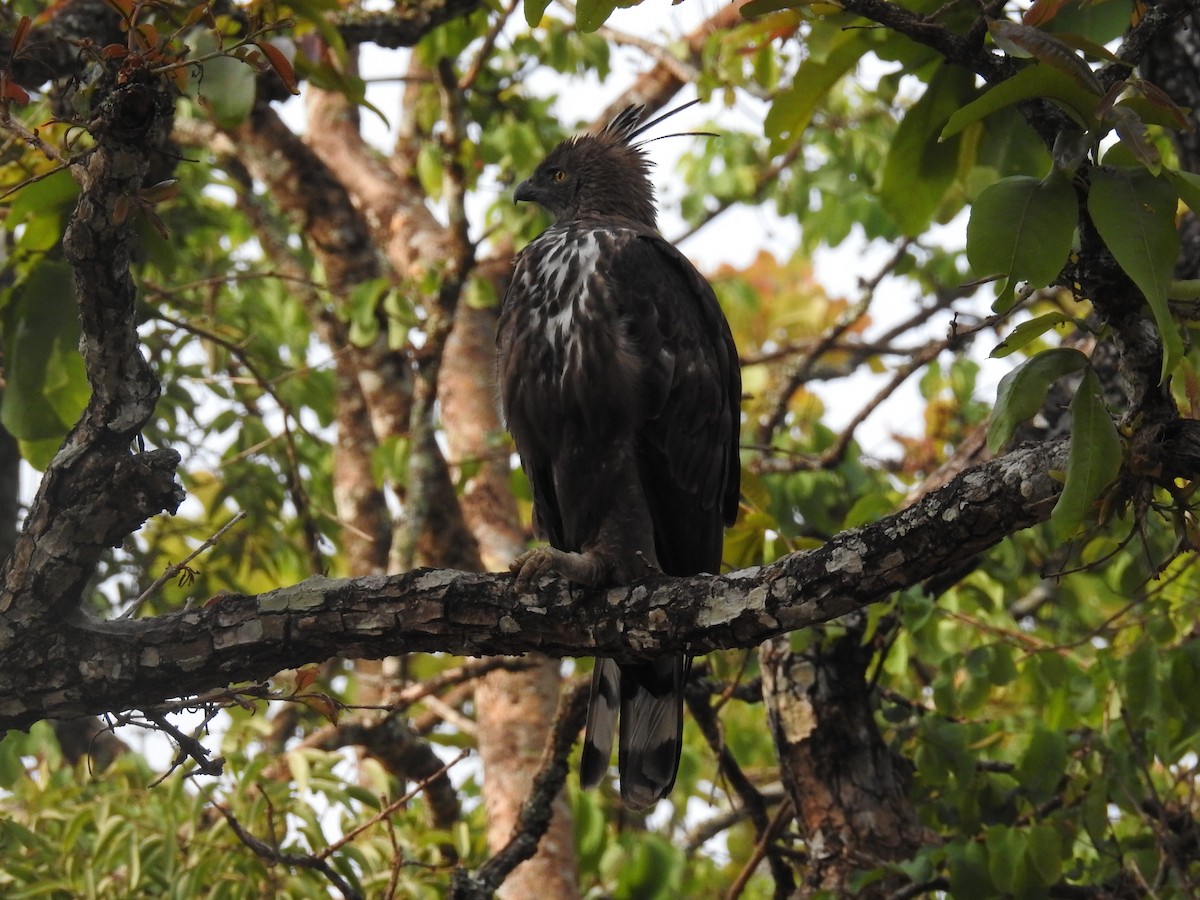Changeable Hawk-Eagle (Crested) - ML618240179