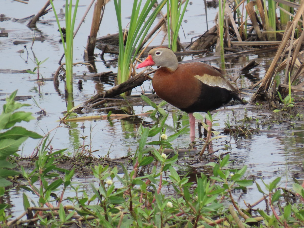 Black-bellied Whistling-Duck - Darcy Juday