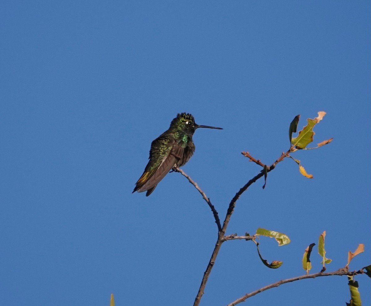 Rivoli's Hummingbird - ML618240203