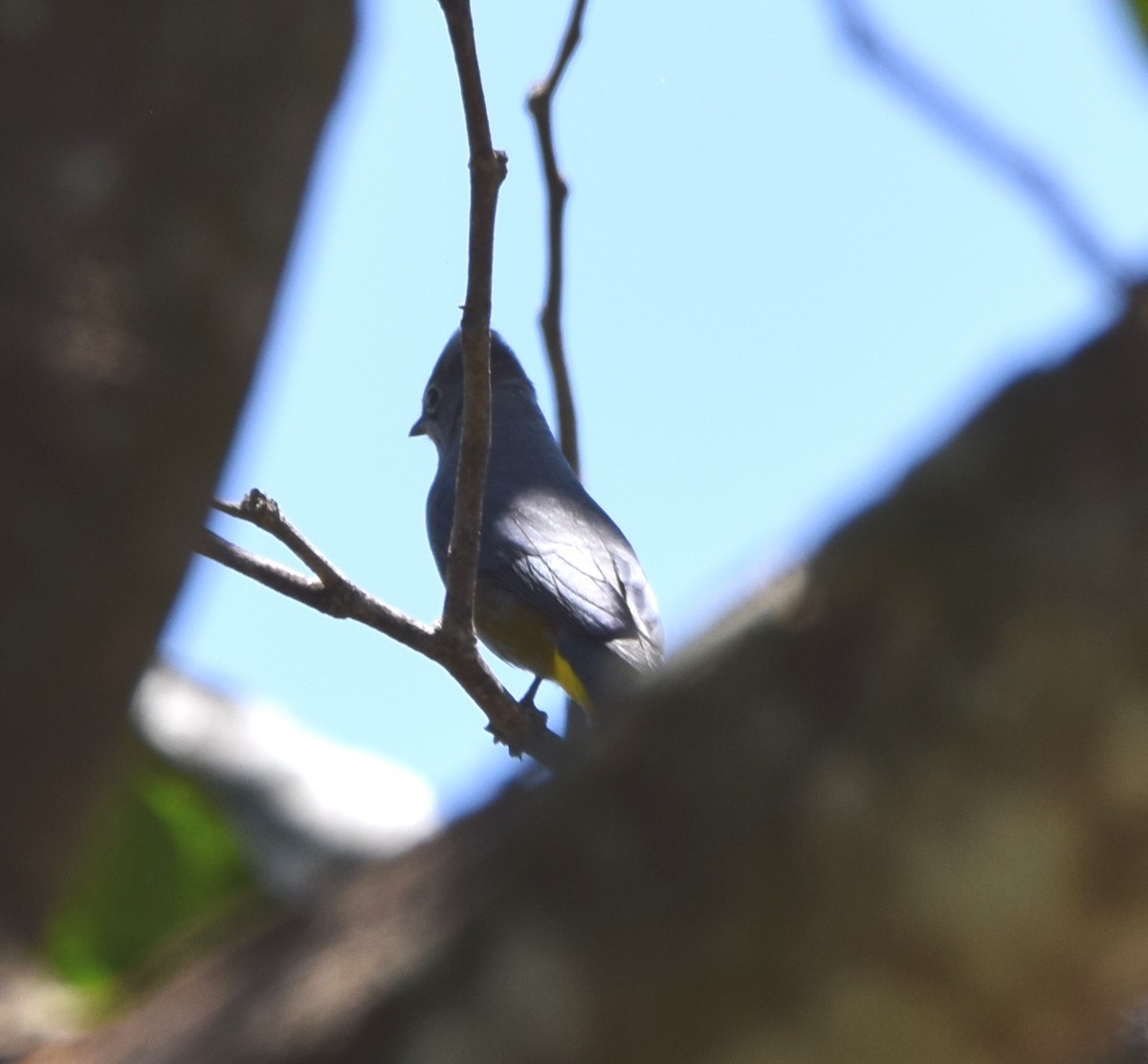 Gray Silky-flycatcher - Zuly Escobedo / Osberto Pineda