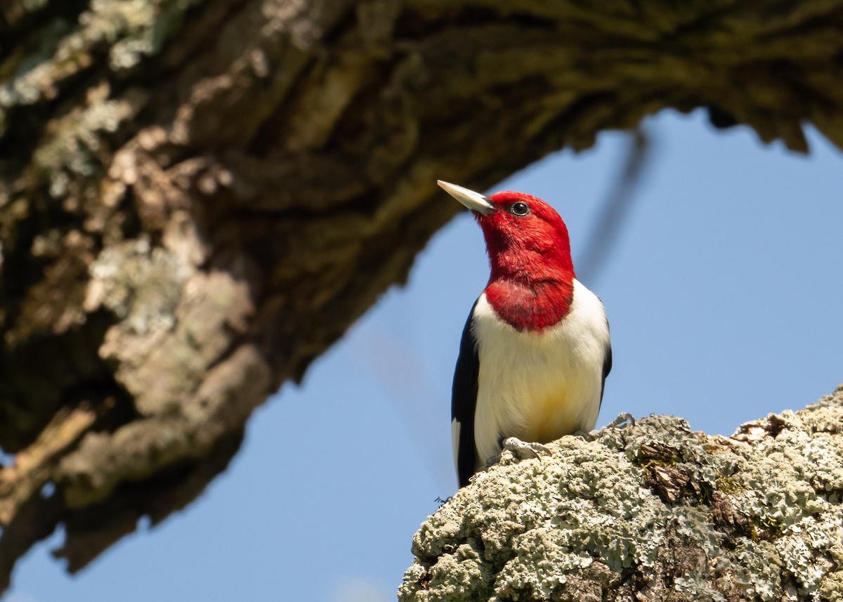 Red-headed Woodpecker - Sheila and Ed Bremer