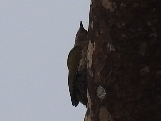 Streak-throated Woodpecker - ML618240235