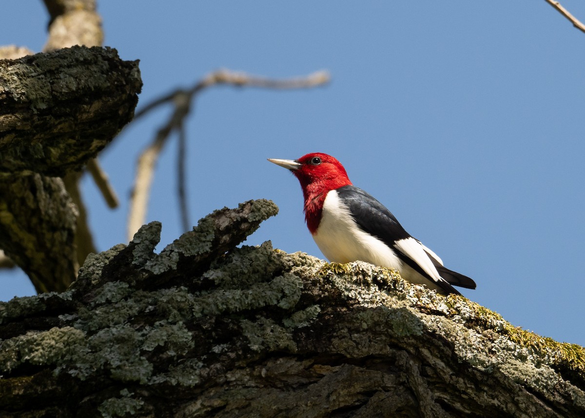Red-headed Woodpecker - Sheila and Ed Bremer