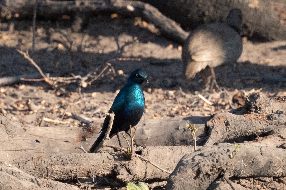 Greater Blue-eared Starling - ML618240258
