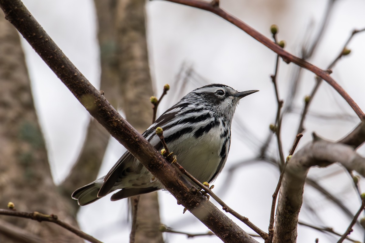 Black-and-white Warbler - ML618240265
