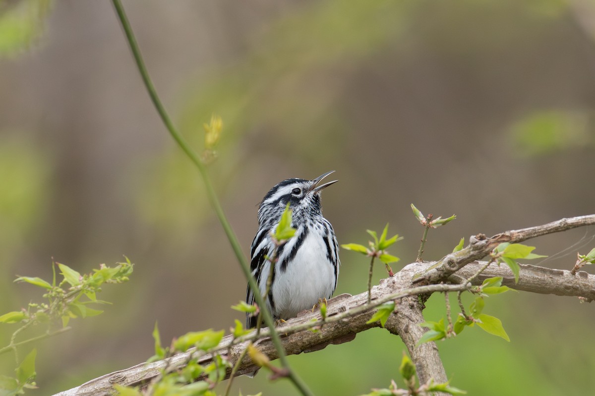 Black-and-white Warbler - ML618240293