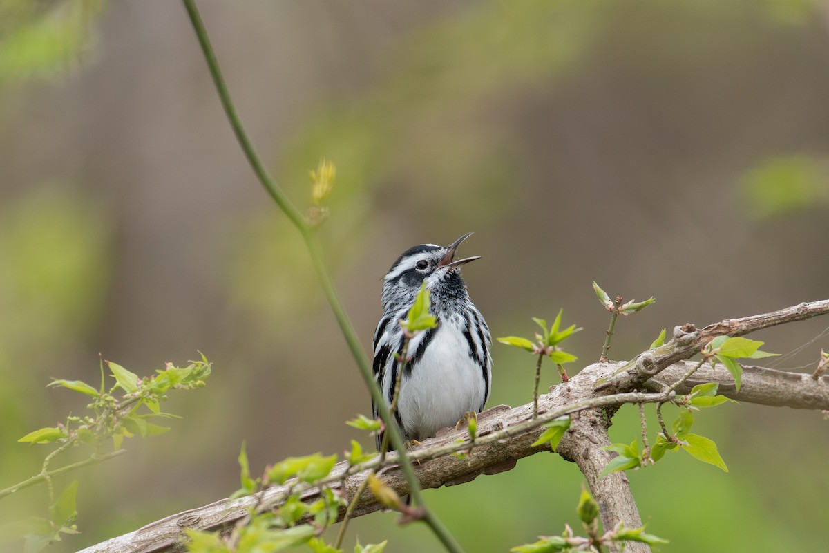 Black-and-white Warbler - ML618240294