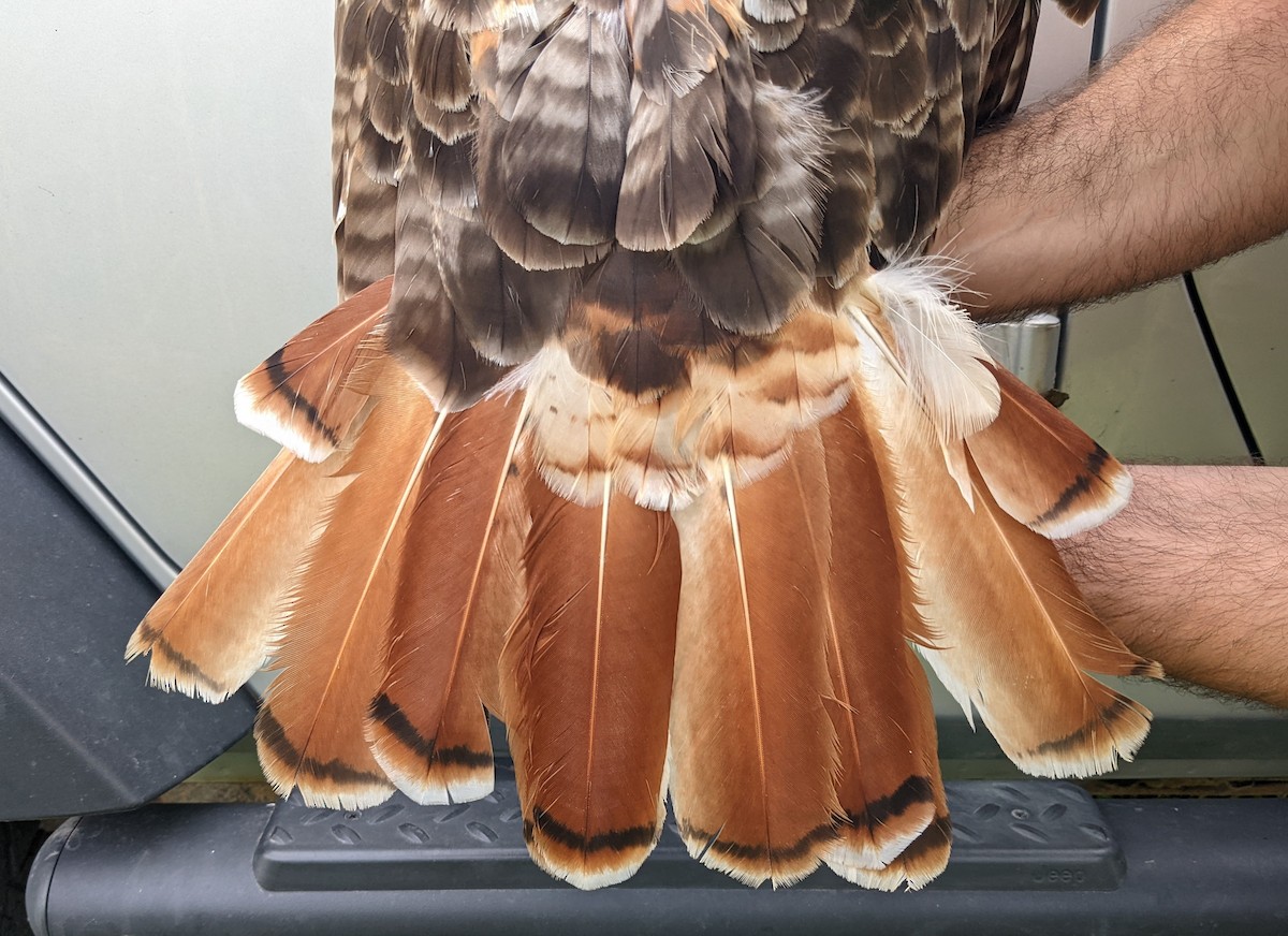 Red-tailed Hawk (borealis) - Nick Alioto