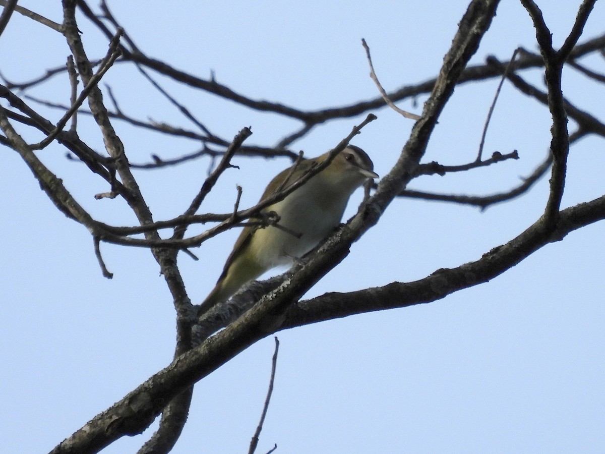 Red-eyed Vireo - Pat Whittle