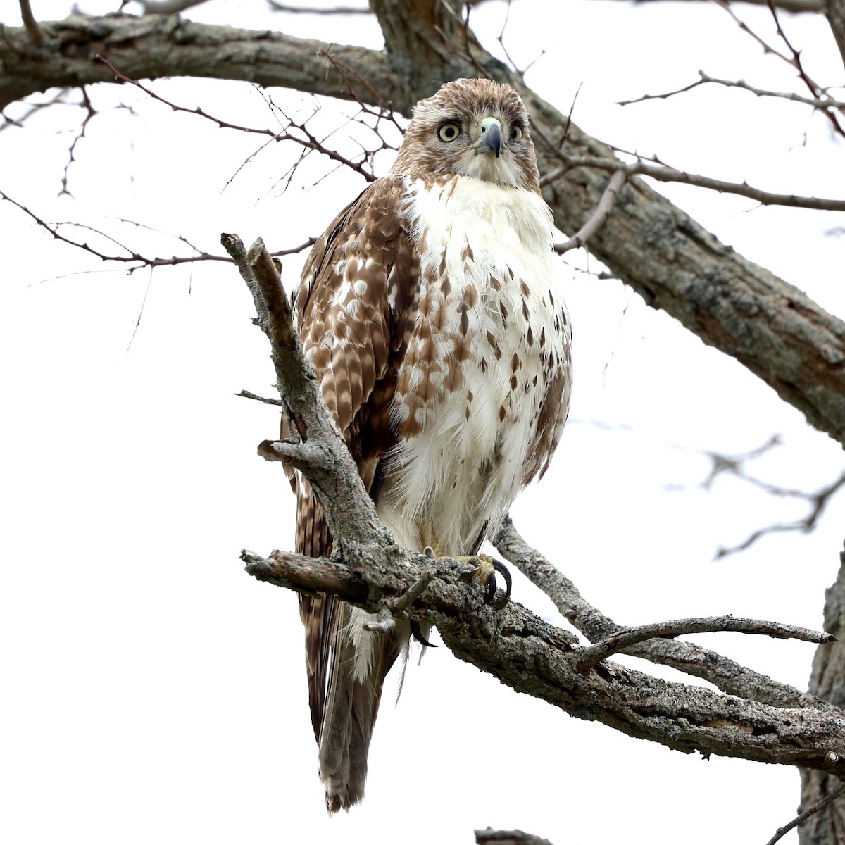 Red-tailed Hawk - Gino Ellison