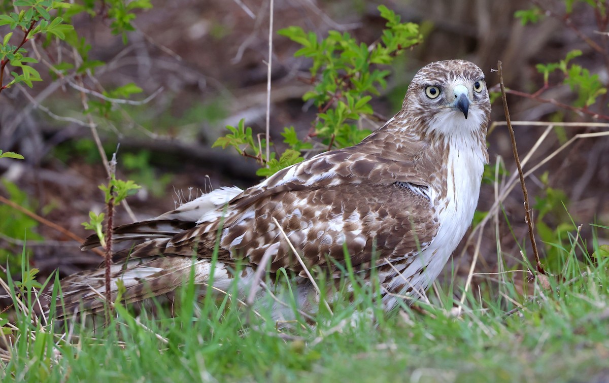 Red-tailed Hawk - Gino Ellison