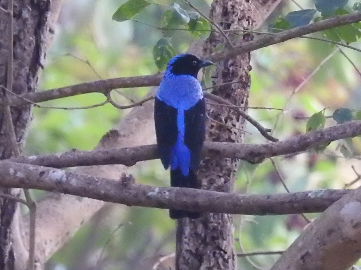 Asian Fairy-bluebird - Anonymous